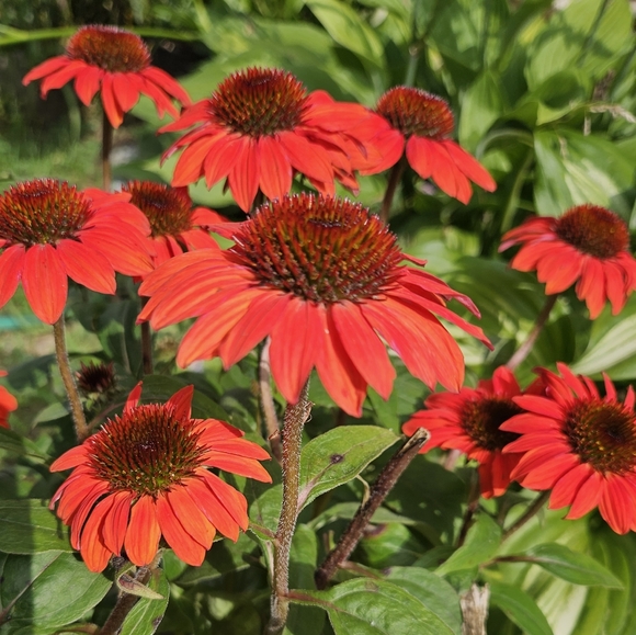 Meet your Posher, Barbara - Picture 1 of 1